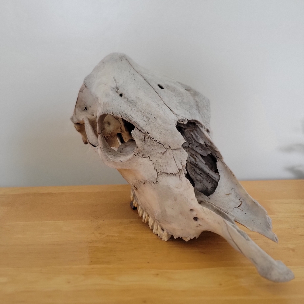 Authentic Vintage Cow Skull